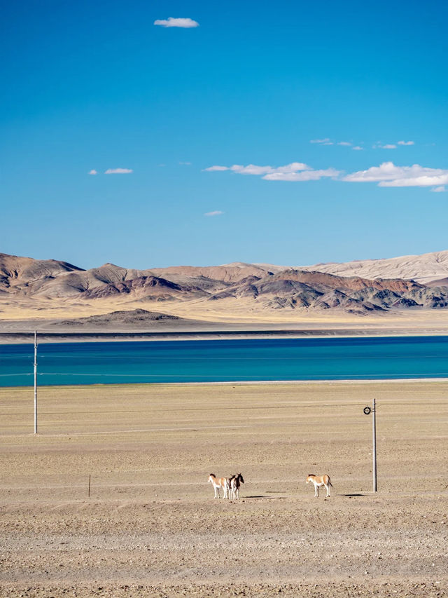 2026年外國人岡仁波齊轉山實用攻略