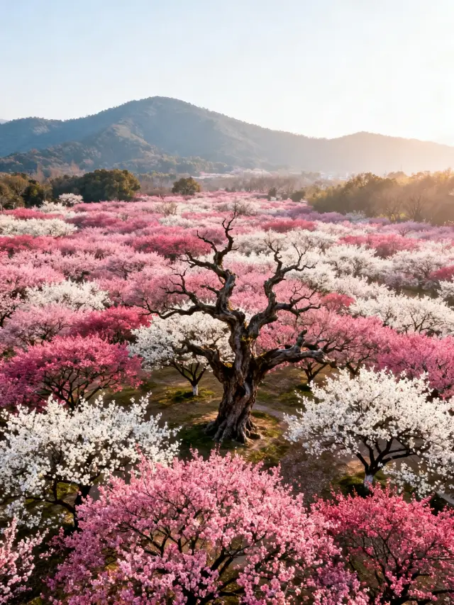 Hangzhou Plum Blossom Viewing Season! 12 Hidden Gems for Family Outings