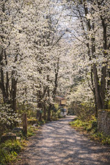 쓰촨 서부에서 가장 낭만적인 봄이 여기 있습니다: 진촨 만 묘 배꽃 바다