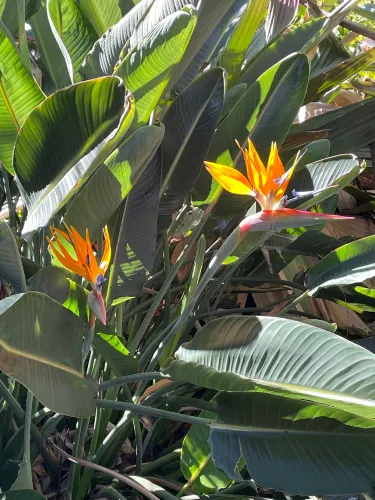 Stunning Botanical Garden Worth the Visit | Trip.com Puerto de la Cruz