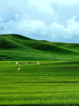 北京自駕可達，暑假帶小朋友來22°草原避暑