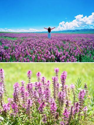 A must-visit this summer! The hidden gem Guinan: half desert, half sea of flowers! So romantic