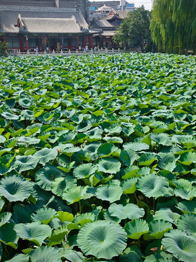 保定美景“蓮漪夏艷”:古蓮花池
