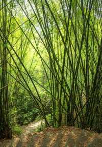 汕尾隱秘仙境！蓮花山腹地的絕美瀑布秘境
