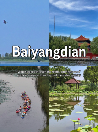 a Baiyangdian wild reed bed guide