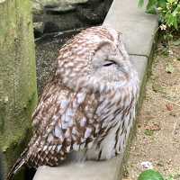 通天閣とサバンナの野生動物が一緒に楽しめる　天王寺動物園