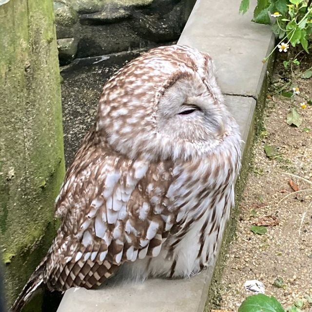 通天閣とサバンナの野生動物が一緒に楽しめる　天王寺動物園