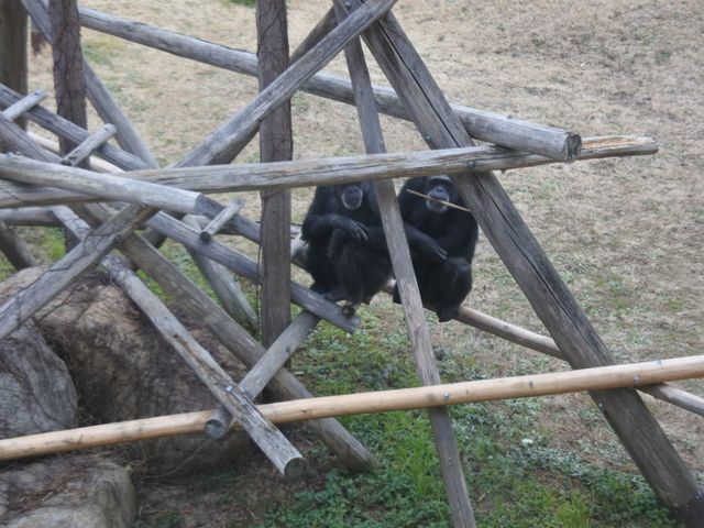 【神戸市立王子動物園】上野動物園並みの大充実