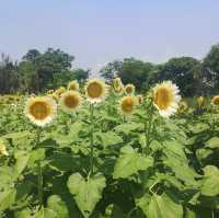 春夏季賞花好去處