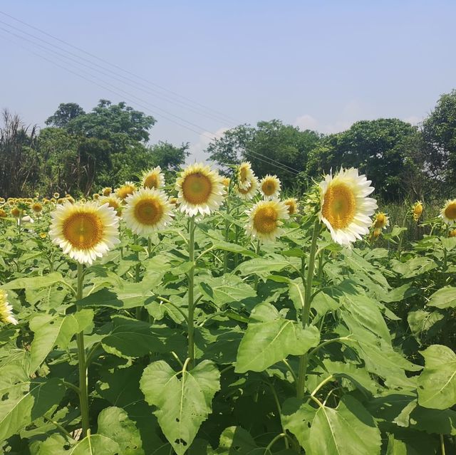 春夏季賞花好去處