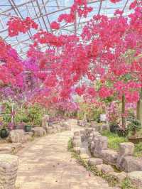 5월부터 시작되는 제주 수국시즌🌸