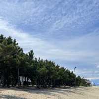 소나무 숲과 어우러진 강릉 송정해수욕장🌲
