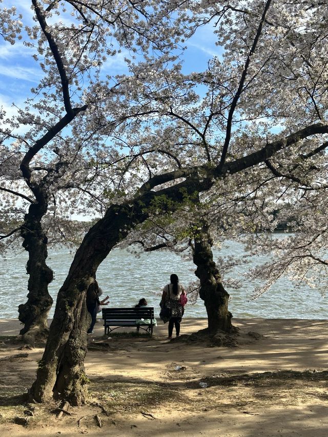 미국에도 벚꽃 있다! 워싱턴 타이들 베이슨🌸