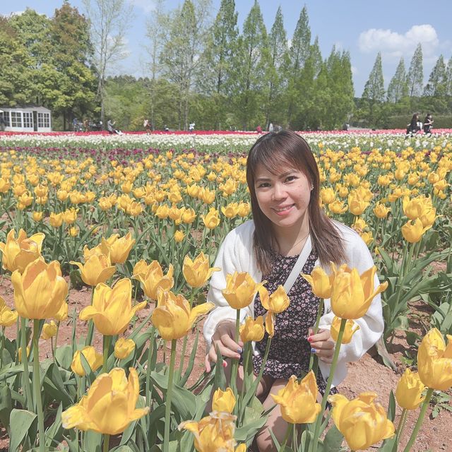 広島県　世羅高原農場　チューリップ