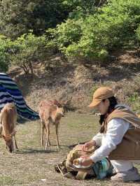 동화 속 같았던 무인도캠핑장🏕️🦌✨ 