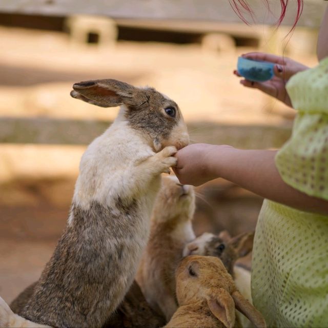 Hopping Haven: Rabbit Feeding Joy at Nokonoshima