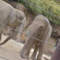 成田空港から一本「上野動物園」
