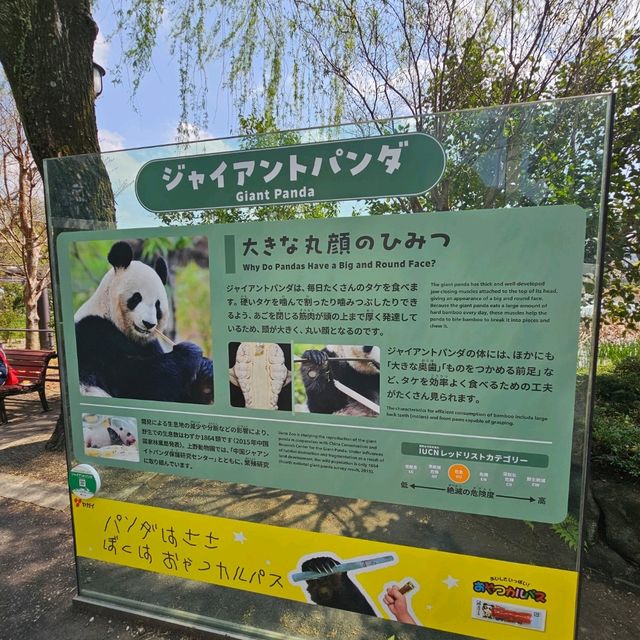 日本最古老最有名的動物園🐘🦒🐼🦌