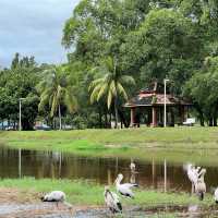 Immerse in nature at Taiping Lake