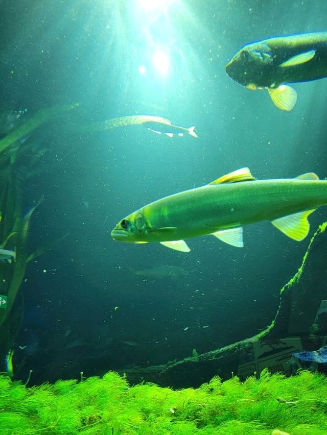 「池袋」サンシャイン水族館