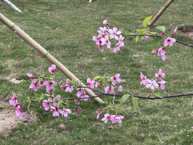 本地遊 | 東涌 | 捉緊櫻花園廣州櫻的尾巴