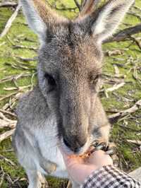 Get up close and personal with wildlife here!