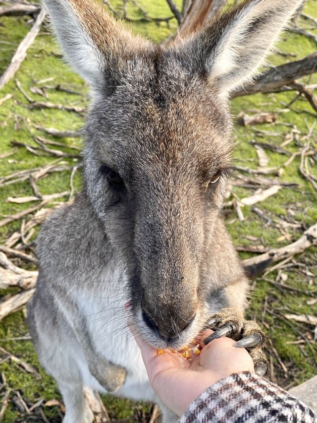 Get up close and personal with wildlife here!