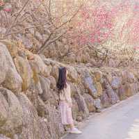 🌸매화로 가득찬 봄의마을 [광양, 매화마을]🌸