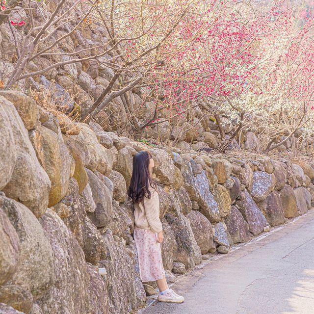 🌸매화로 가득찬 봄의마을 [광양, 매화마을]🌸