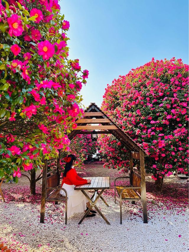 제주동백 끝판왕, 여기만 가도 완벽🌺❤️