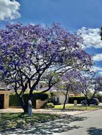 澳洲柏斯浪漫 💕藍花楹Jacaranda 💜