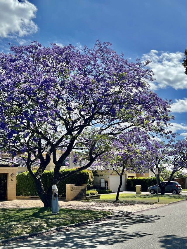 澳洲柏斯浪漫 💕藍花楹Jacaranda 💜