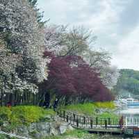 春川市-南怡島