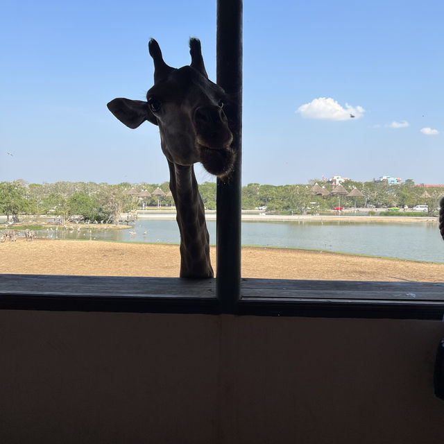 炎炎夏日🌞睇下動物🦓