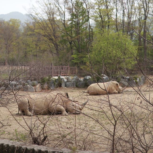 探險首爾大公園 🚡🦓🏞️