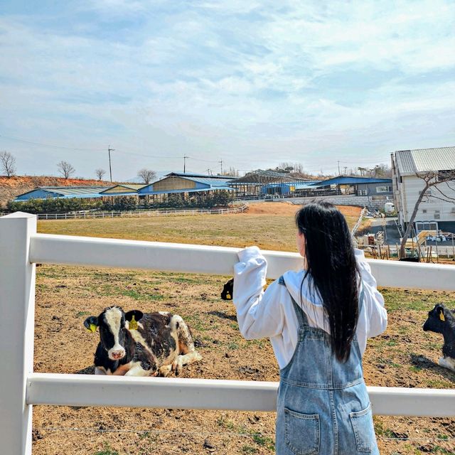 실제 젖소를 볼 수 있는 아이랑 갈만한 카페 우유창고
