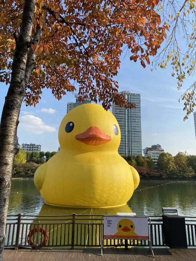Duck duck swim to Korea ~2022~ 🦆
