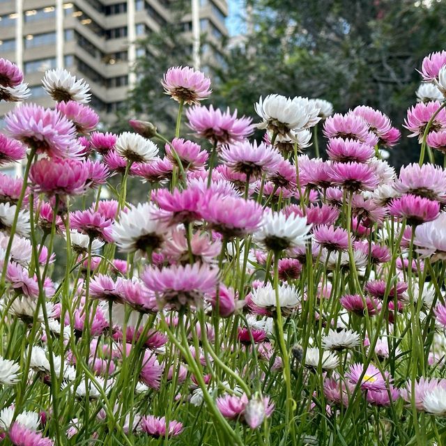 Botanical Magic, smell the heaven