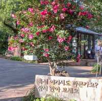 동백구경하러 꼭 가야할 카멜리아힐