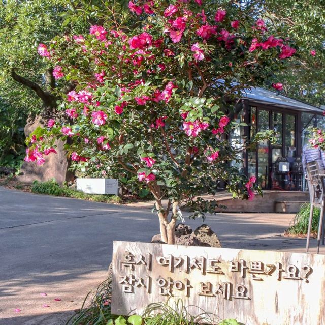 동백구경하러 꼭 가야할 카멜리아힐