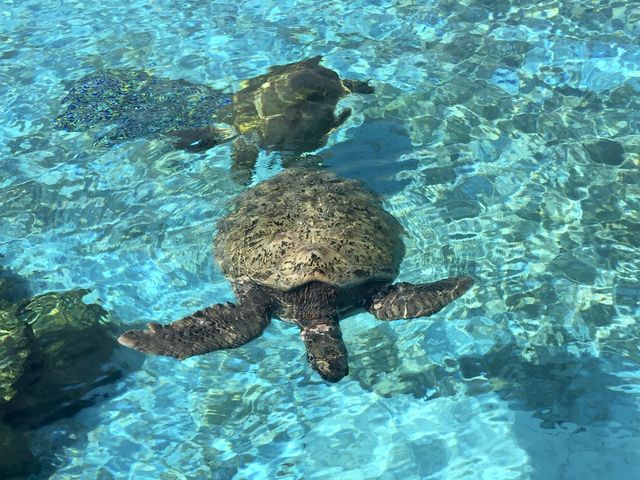 國營沖繩紀念公園海洋博公園