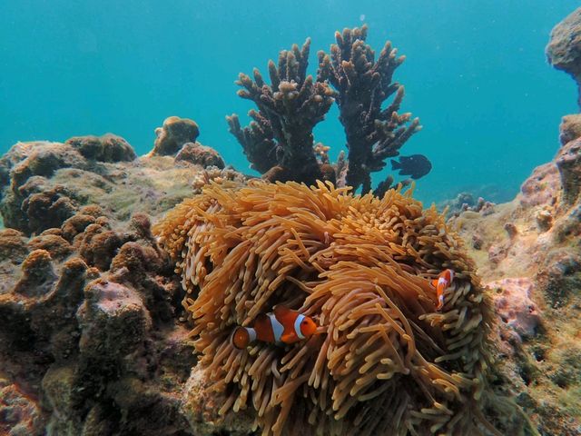 ชมทุ่งประการังที่เกาะย่านเชือก|ทะเลพม่า