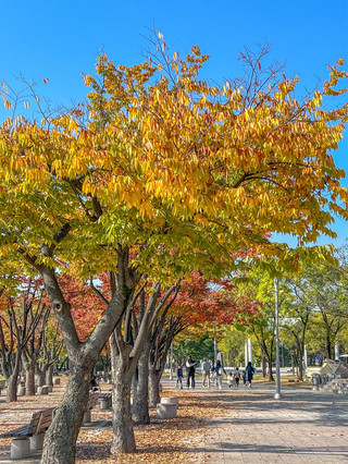上岩和平公園秋葉觀賞🍂