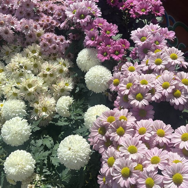 新加坡Flower dome：自然奇蹟的花園天堂