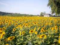 🌻ทุ่งทานตะวัน🌻@ไร่มณีศร