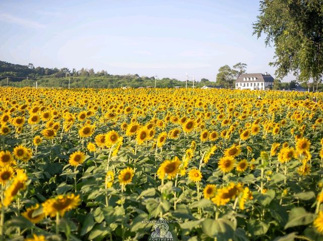 🌻ทุ่งทานตะวัน🌻@ไร่มณีศร