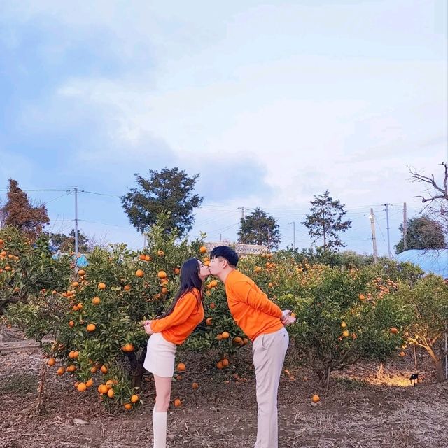 애월 최고위치의 감성가득 독채숙소 애월오제