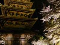 【京都市】五重塔と桜の饗宴🌸