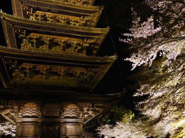【京都市】五重塔と桜の饗宴🌸