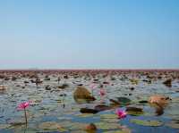 Red Lotus Lake, Udorn Thani - Unseen Thailand